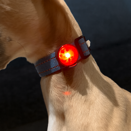 Bilde av VIP Dogwear Sikkerhetslys rødt red